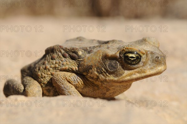 Cane toad