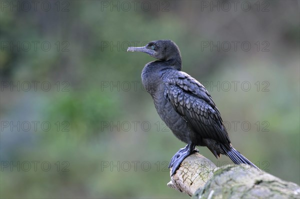 Little black cormorant