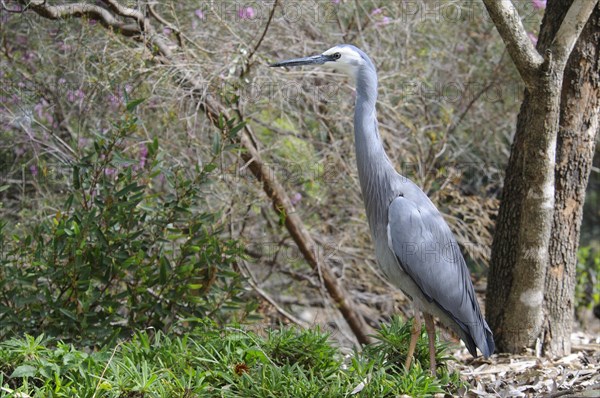 White-faced heron