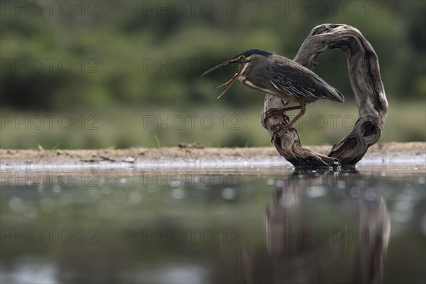 Striated heron