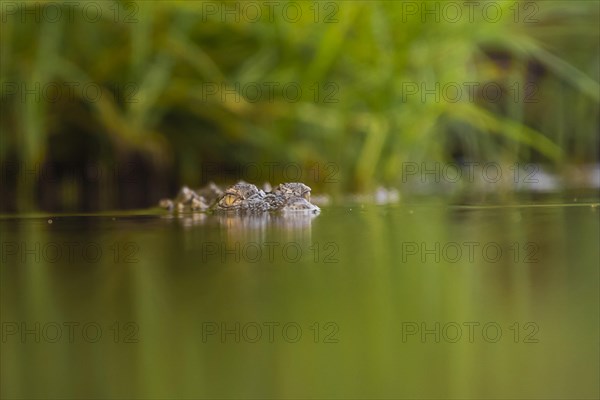 Nile crocodile