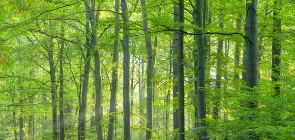 Sunny beech forest in the warm light of the morning sun