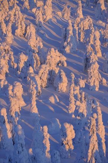 Snow covered trees at sunrise