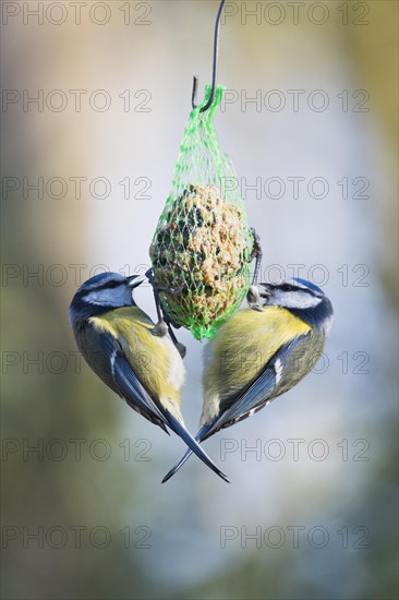 Blue Tit