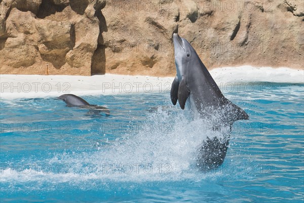 Bottlenose dolphin