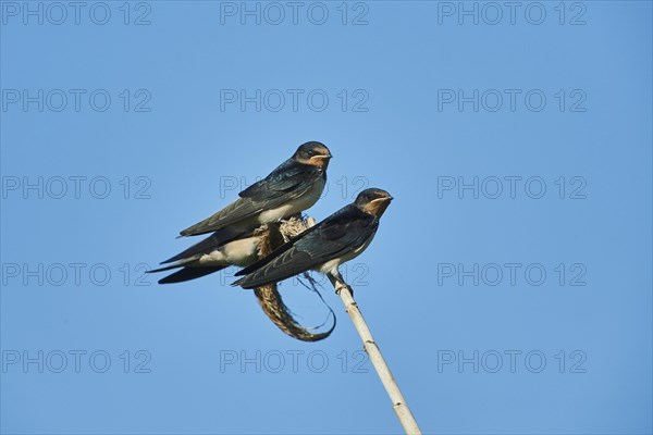 Barn swallow