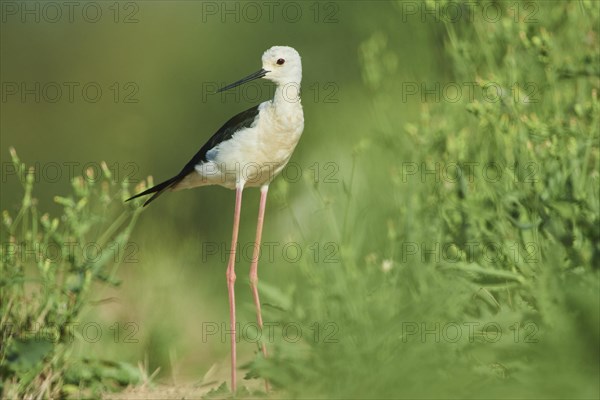 Black-winged stilt