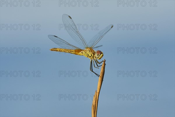 Red-veined darter