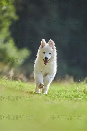 White Swiss Shepherd Dog