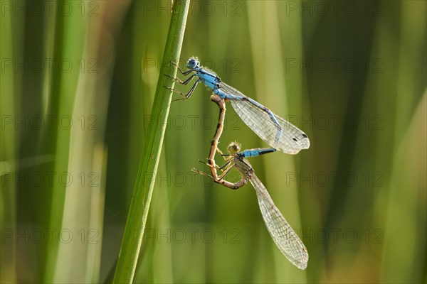 Azure damselfly