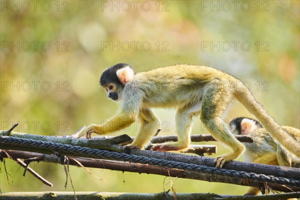 Common squirrel monkey