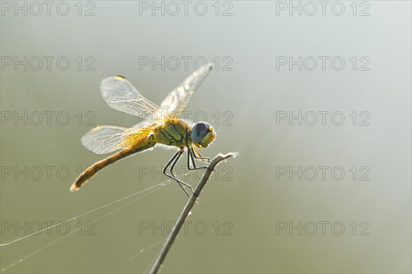 Red-veined darter