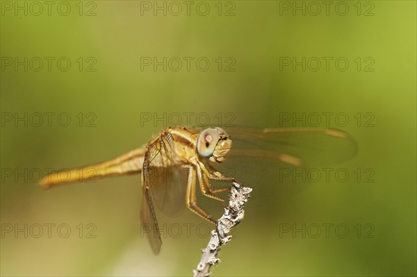 Red-veined darter