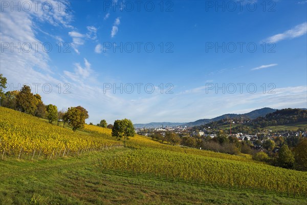 Vineyard in autumn