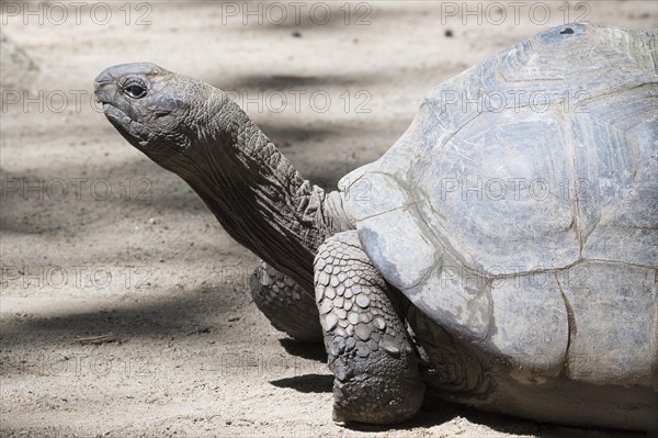 Aldabra giant tortoise