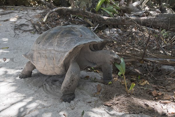 Aldabra giant tortoise