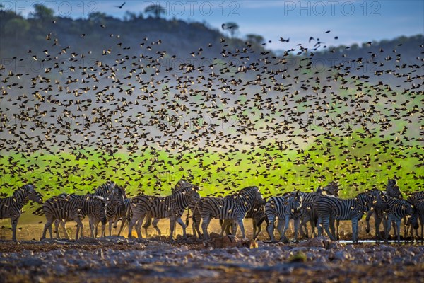 A mega flock of red-billed quelea