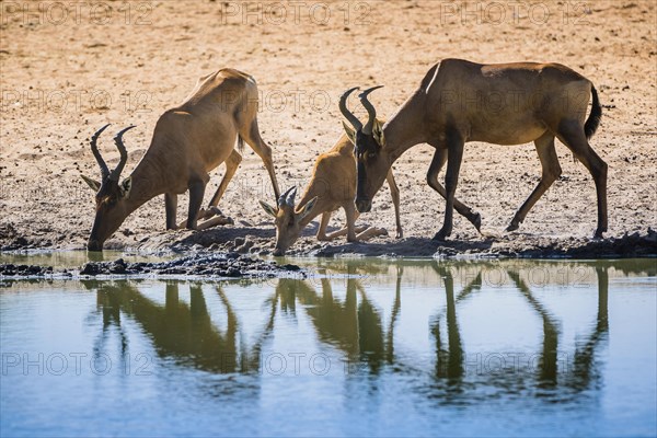 Red hartebeest