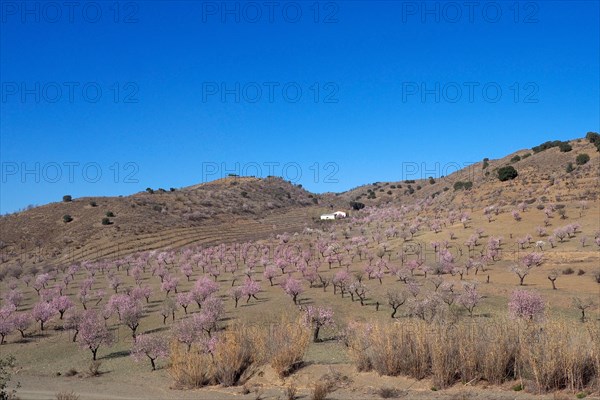 Several flowering almond trees in front of country house on hillside