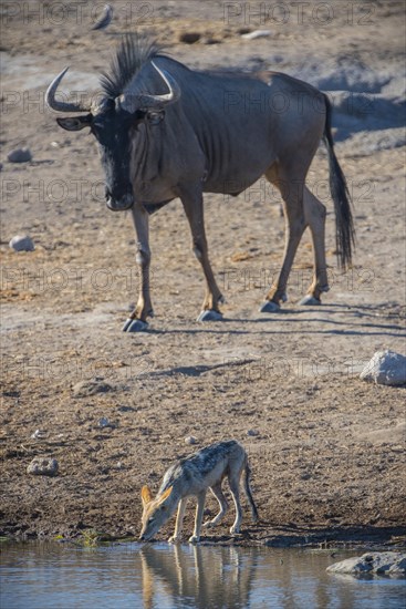 Black-backed jackal