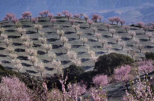 Several almond trees in blossom on mountain slope