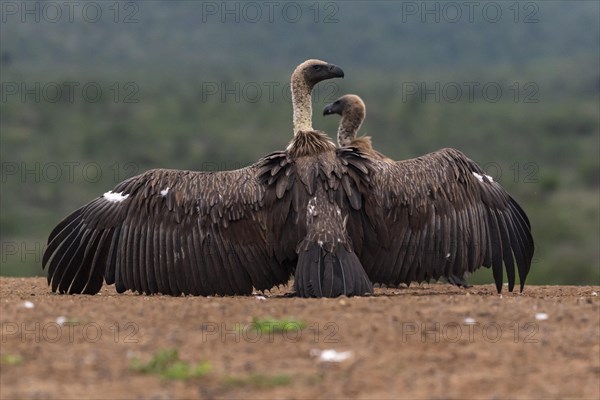 White-backed vulture