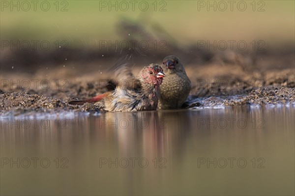 Red-billed firefinch