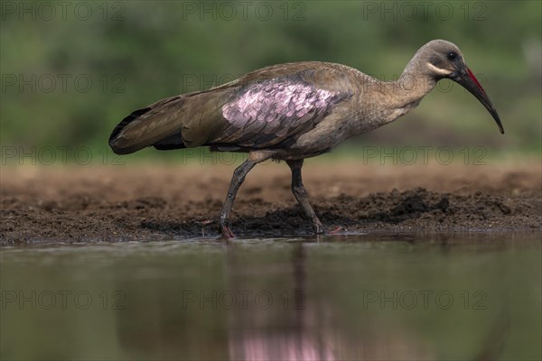 Hagedash Ibis