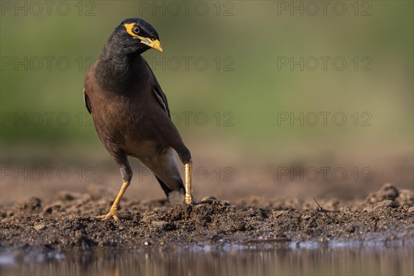 Shepherd mynah