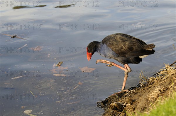 Purple partridge