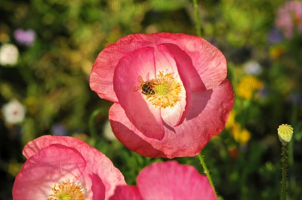 Pink or salmon-coloured flower of corn poppy hybrids