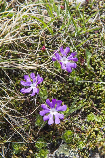 Purple flowers