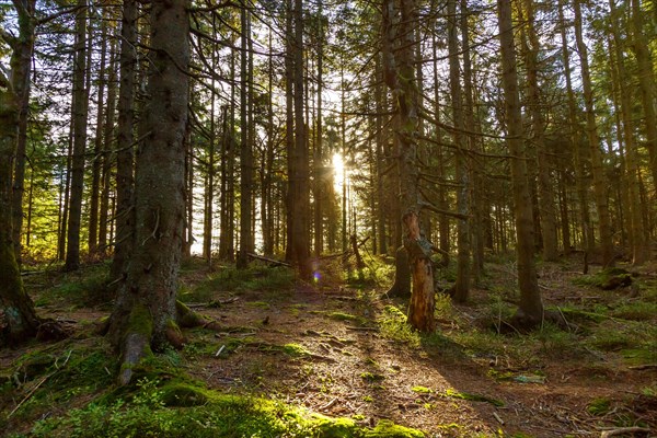 Forest trees with sun in Black Forest landscape nature in autumn in Seebach