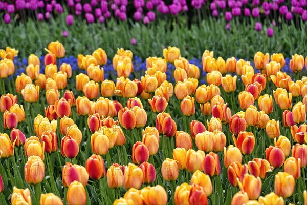 Orange tulips