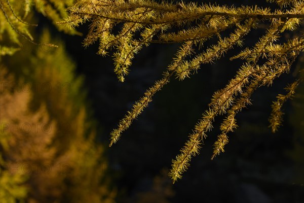 Autumnal yellow larch