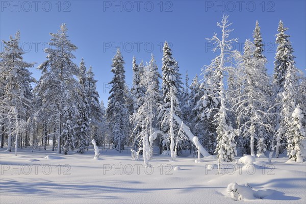 Snow covered trees in winter