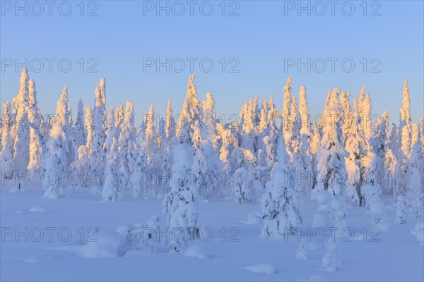 Snow covered winter landscape