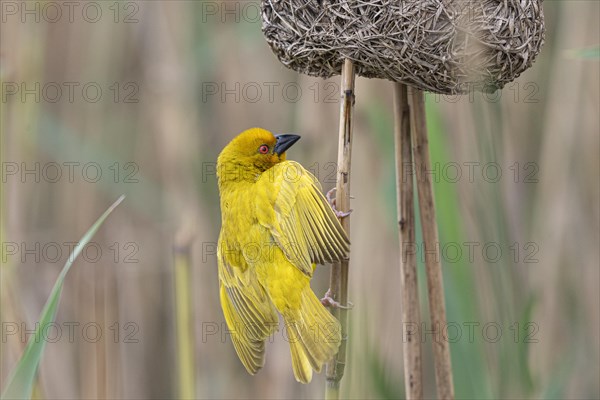 Eastern golden weaver