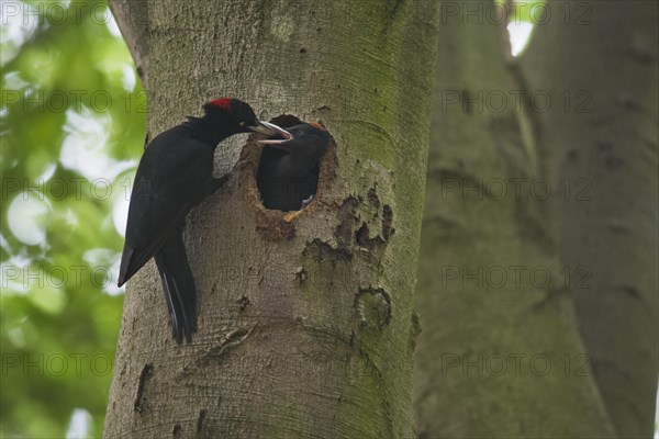 Black woodpecker