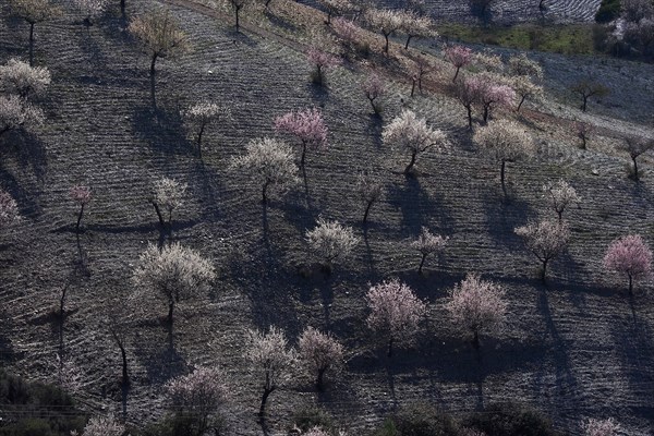 Almond trees on grey slate soil