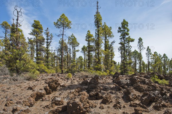 Canary island pines