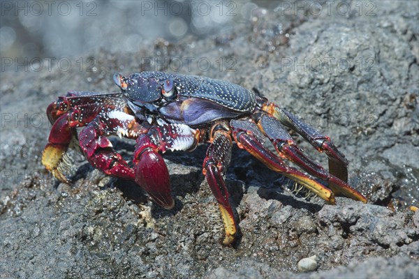 Red rock crab