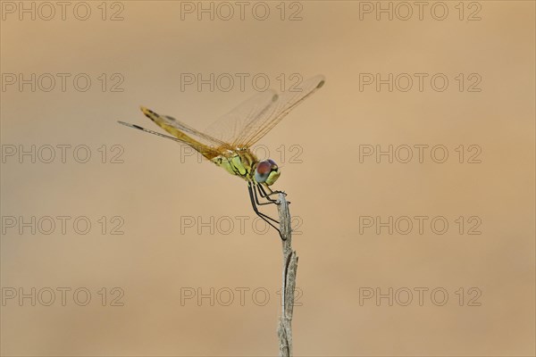 Red-veined darter