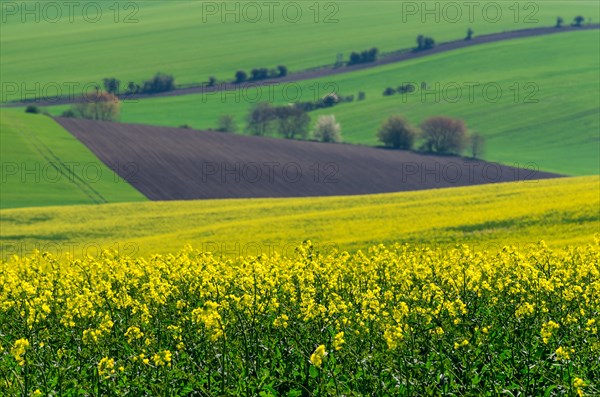 Beautiful and colorful abstract landscape