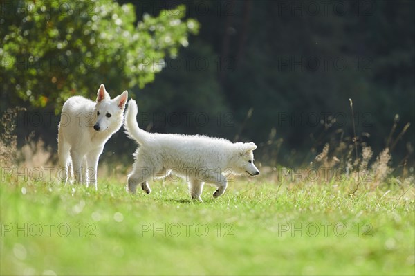 White Swiss Shepherd Dog