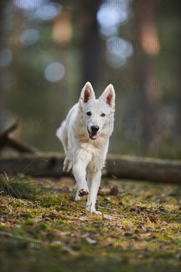 White Swiss Shepherd Dog