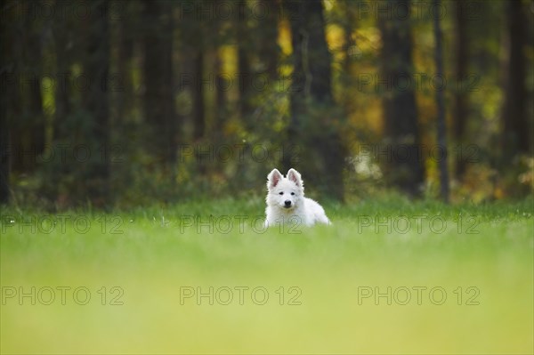 White Swiss Shepherd Dog