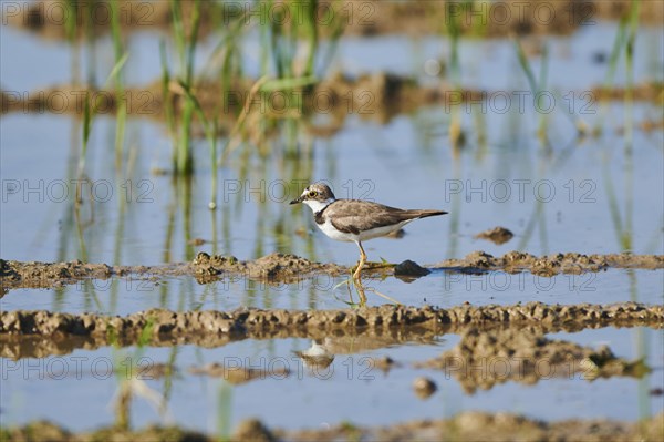 Common ringed plover