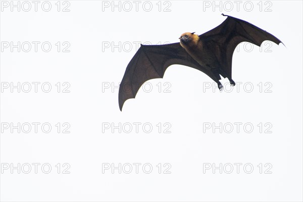 Seychelles fruit bat