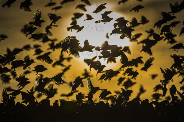 A mega flock of red-billed quelea